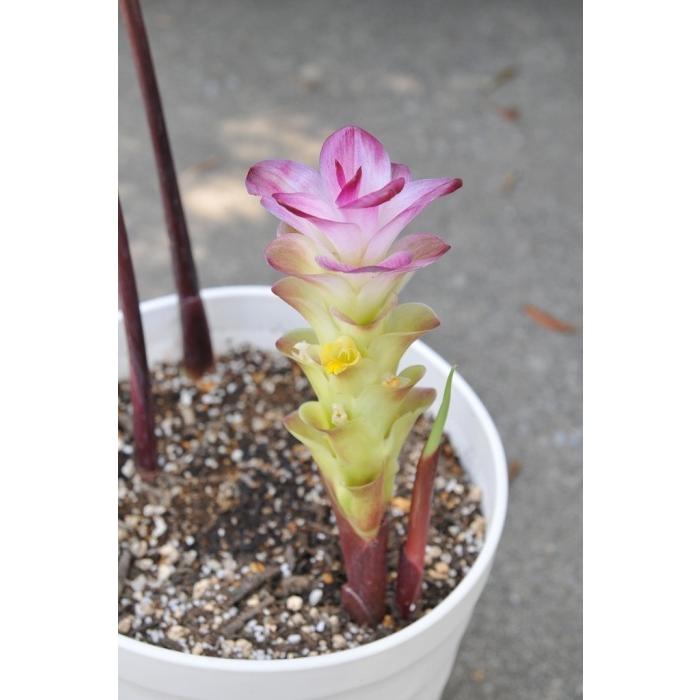 希少な大型品種 クルクマ レッドライン 6号スリット鉢 送料無料 沖縄 離島を除く Crucuma Rubescens Redline Tahiti Marche タヒチマルシェ 通販 Yahoo ショッピング
