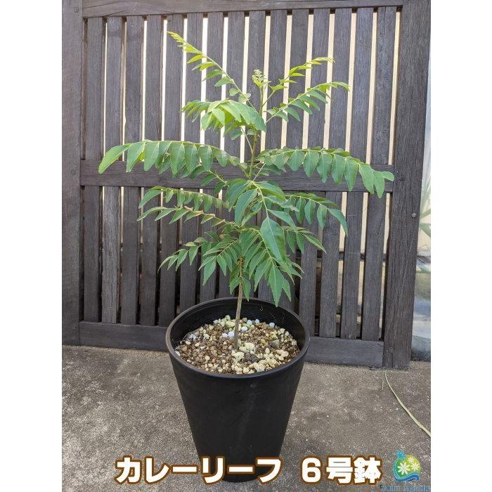 ちょっと大きめサイズ！ カレーリーフの木（カレーの木） 6号鉢 植え