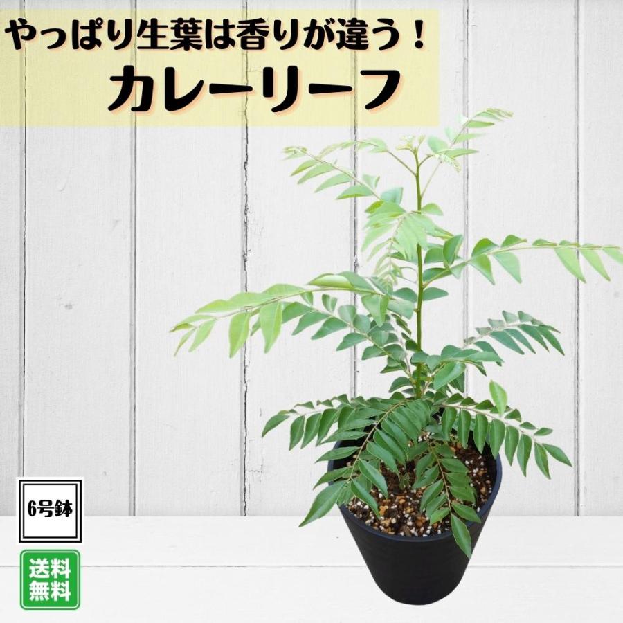 カレーリーフ 6号鉢 大株》 カレーの木 ナンヨウザンショウ 
