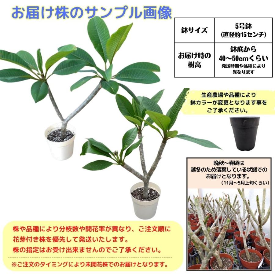 【プルメリア】 tahiti-marche_jj-bfp-plumeria-