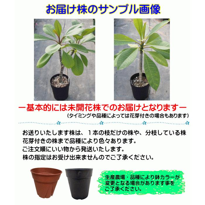 プルメリア 苗 レモンアイス 5号鉢 スタンダード品種 Jj Sgp Plumeria Lemonice Tahiti Marche タヒチマルシェ 通販 Yahoo ショッピング