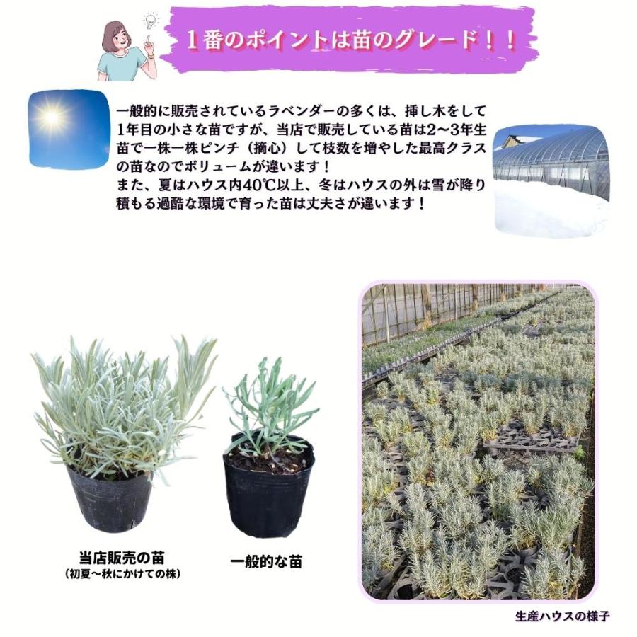 ラベンダー苗 グロッソ 特A品苗 ピンチ済み大株 3株セット ラベンダー苗 グロッソ 特A品苗 ピンチ済み大株 3株セット