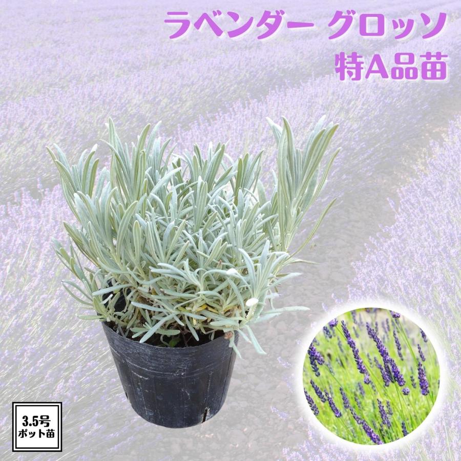 ラベンダー苗 グロッソ 特A品苗 ピンチ済み大株 1株