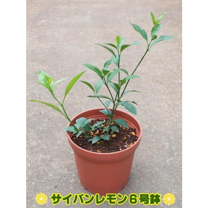 サイパンレモン グリーンレモン 6号鉢 植え替え不要 Lemon Saipan Hati Tahiti Marche タヒチマルシェ 通販 Yahoo ショッピング