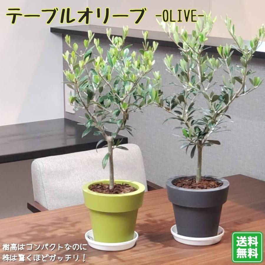 コンパクト樹形で室内にピッタリ テーブルオリーブ 5号鉢植え コンパクト樹形で室内にピッタリ テーブルオリーブ 5号鉢植え