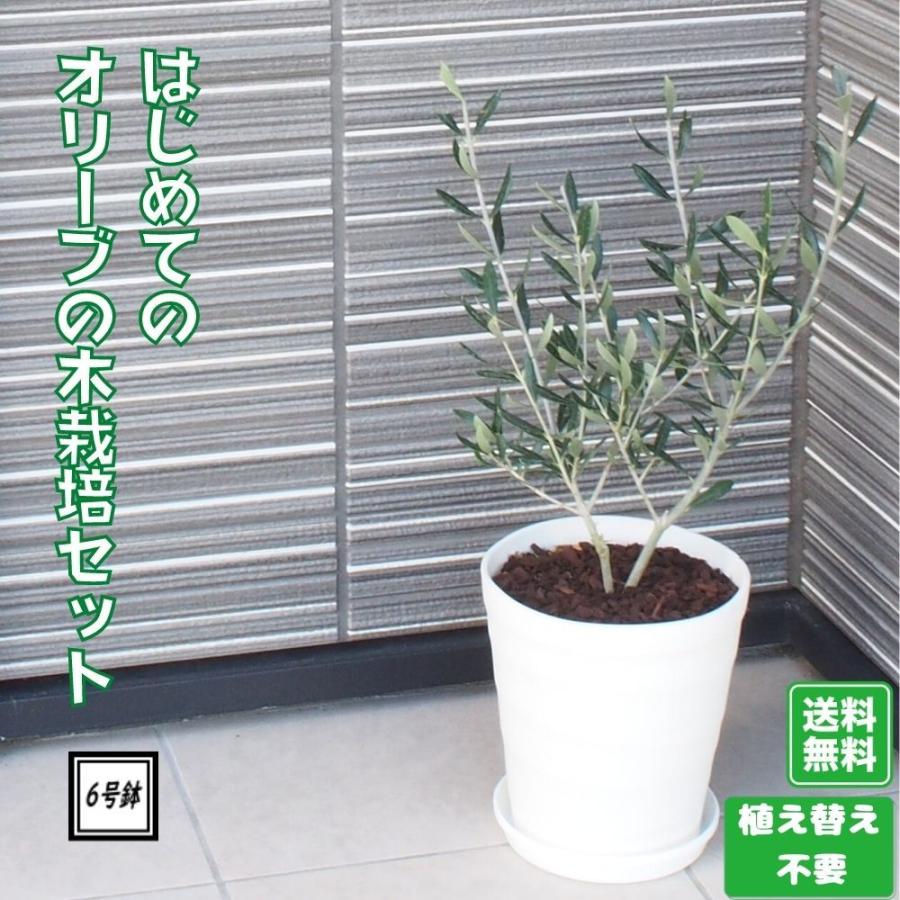 《はじめてのオリーブの木栽培セット 6号鉢》 人気のオリーブ 選べる鉢カラー 植え替え不要 オリーブ olive 観葉植物 贈り物 ギフト 送料無料｜tahiti-marche