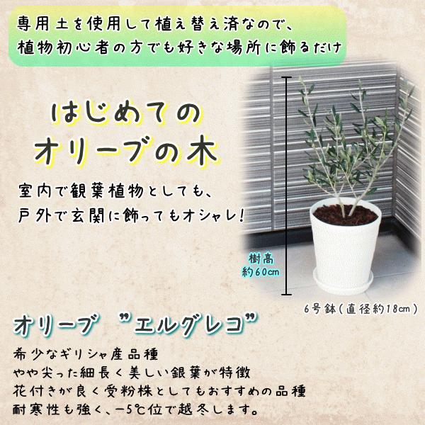 はじめてのオリーブの木栽培セット 6号鉢》 人気のオリーブ 選べる鉢