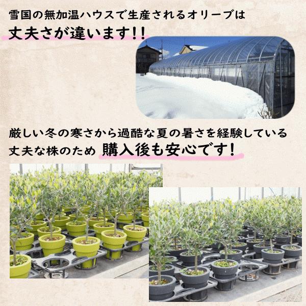 はじめてのオリーブの木栽培セット 6号鉢》 人気のオリーブ 選べる鉢
