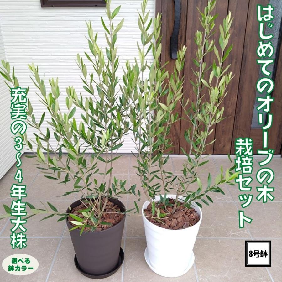 はじめてのオリーブの木栽培セット 8号鉢 充実の3〜4年生大株》 選べる