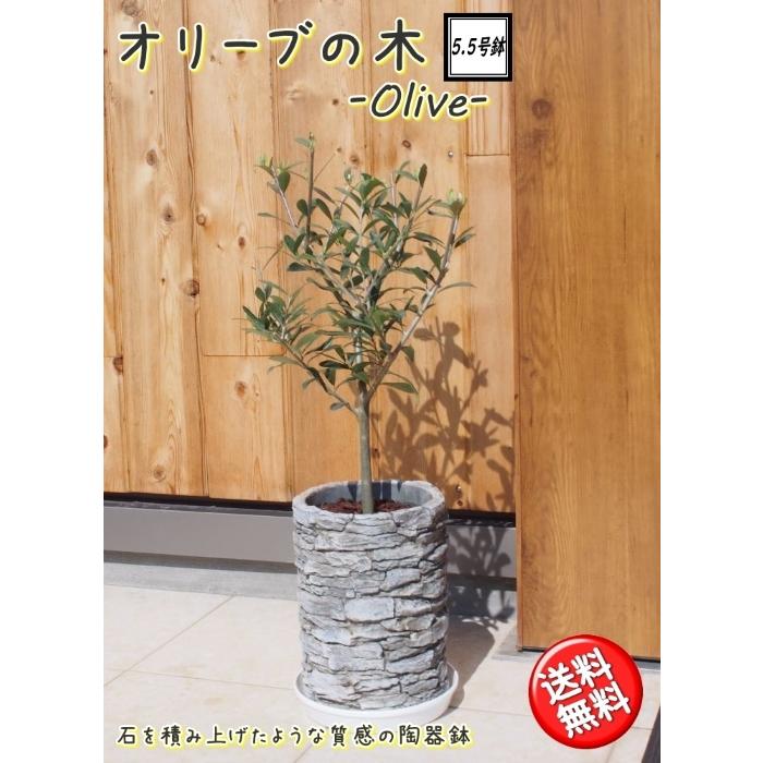 コンパクト樹形 オリーブの木 5.5号鉢植え 陶器鉢 【送料無料※沖縄