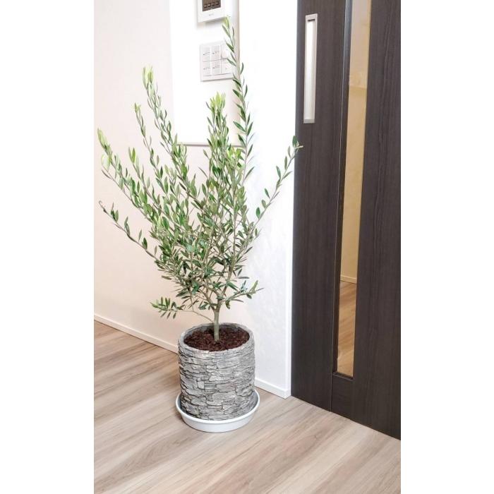 玄関や店舗におすすめ オリーブの木 8号鉢植え 陶器鉢 送料無料 沖縄 離島は除く オリーブの木 Olive Ap 3 Tahiti Marche タヒチマルシェ 通販 Yahoo ショッピング