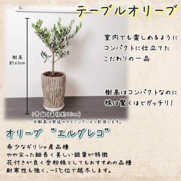 コンパクト樹形 テーブルオリーブ 5号 ロング陶器鉢 【送料無料※沖縄
