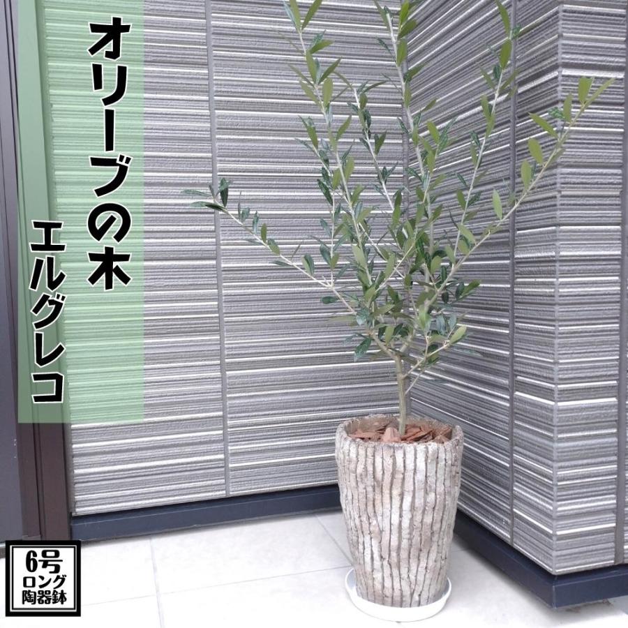 コンパクト樹形 オリーブの木 6号 ロング陶器鉢 送料無料 沖縄 離島は除く オリーブの木 Olive Bp 6 Tahiti Marche タヒチマルシェ 通販 Yahoo ショッピング