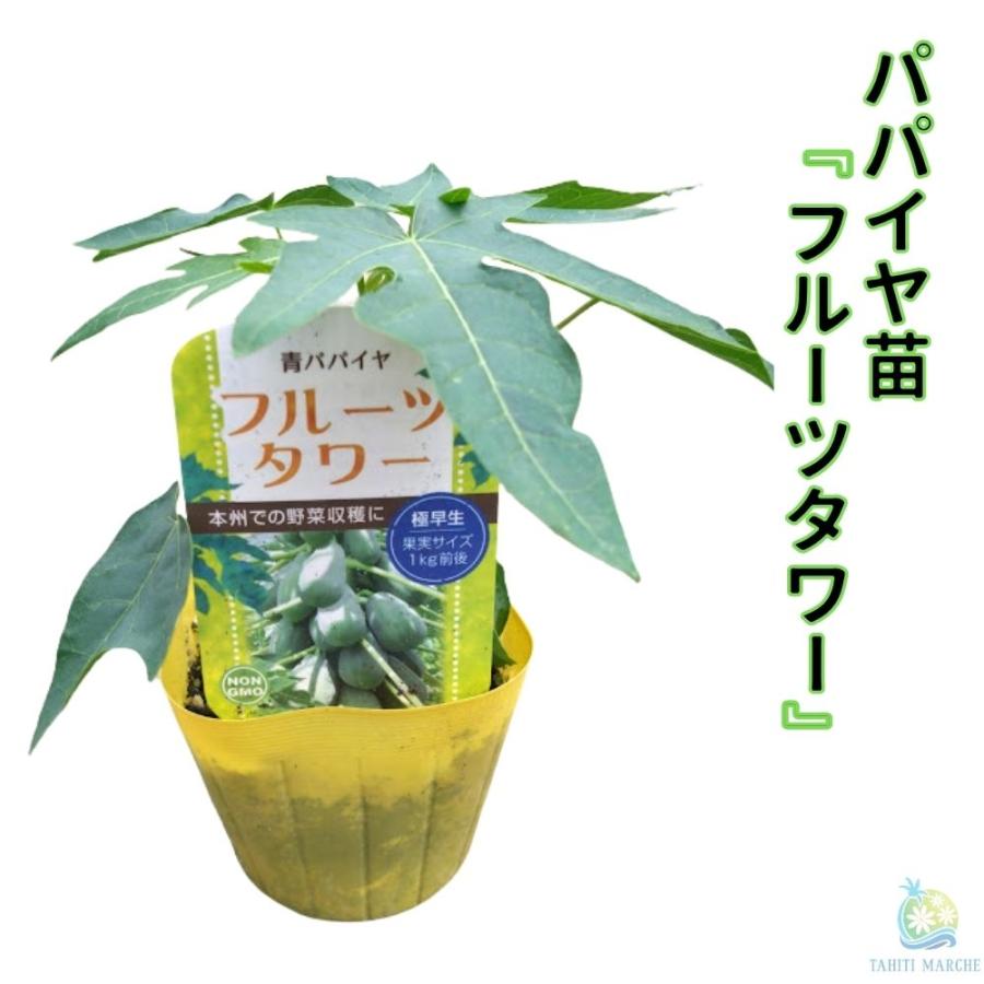 注目の健康野菜《青パパイヤ苗 フルーツタワー 3.5号ポット苗
