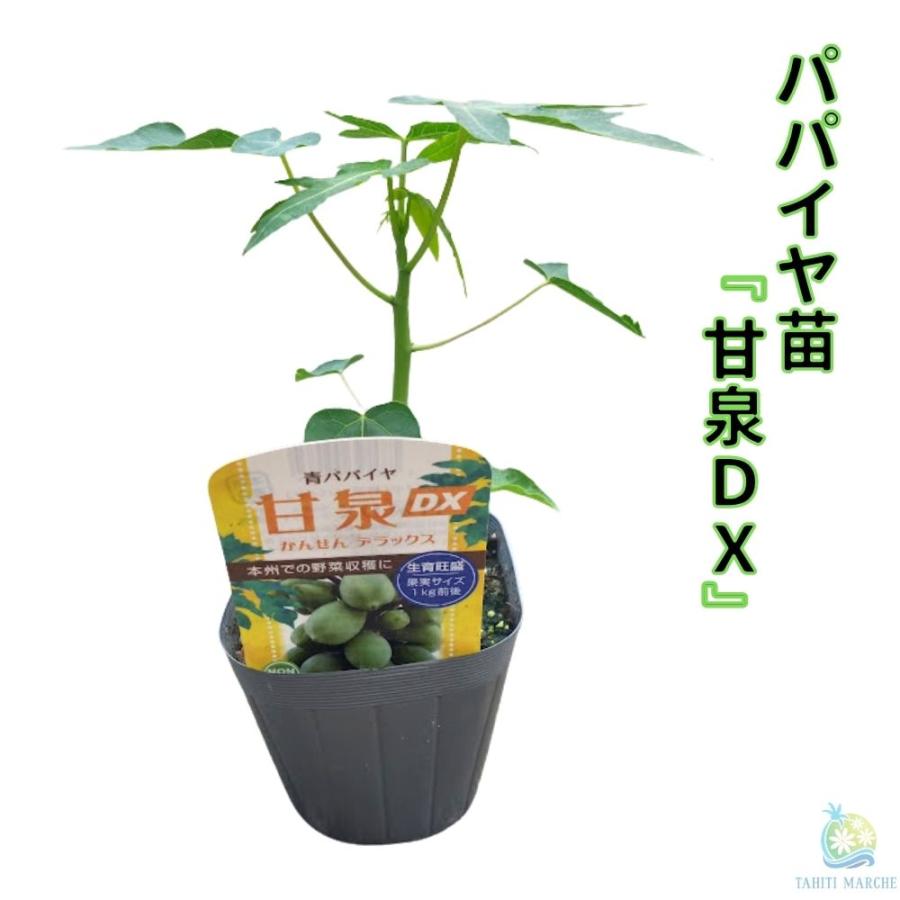 注目の健康野菜 《青パパイヤ苗 甘泉DX 3.5号ポット苗》 スーパー