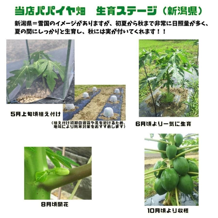 注目の健康野菜 《青パパイヤ苗 甘泉DX 3.5号ポット苗》 スーパー