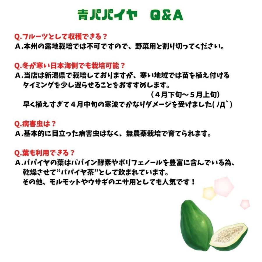 注目の健康野菜 《青パパイヤ苗 甘泉DX 3.5号ポット苗》 スーパー