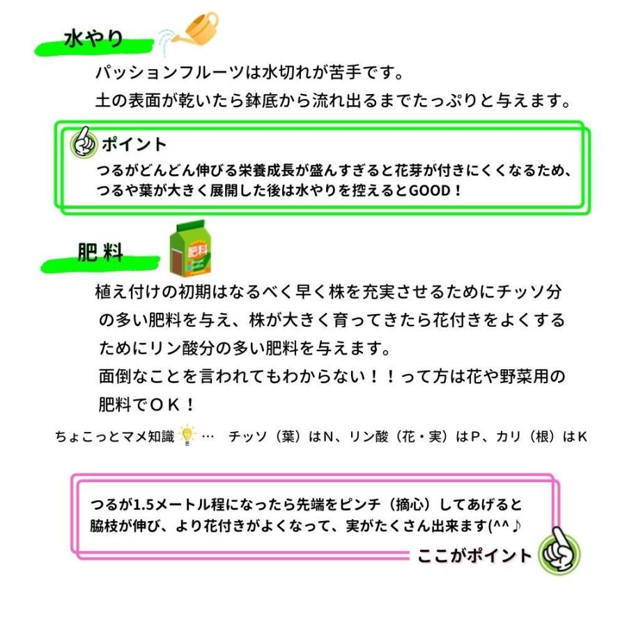 ＼毎年大好評／ 元気に育つ！パッションフルーツ 3株セット 挿木充実苗 赤紫実 支柱仕立て ダモノトケイソウ リリコイ｜tahiti-marche｜10