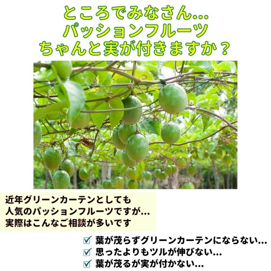 毎年大好評/ 元気に育つ!パッションフルーツ 挿木充実苗 赤紫 毎年大好評/ 元気に育つ!パッションフルーツ 挿木充実苗 赤紫