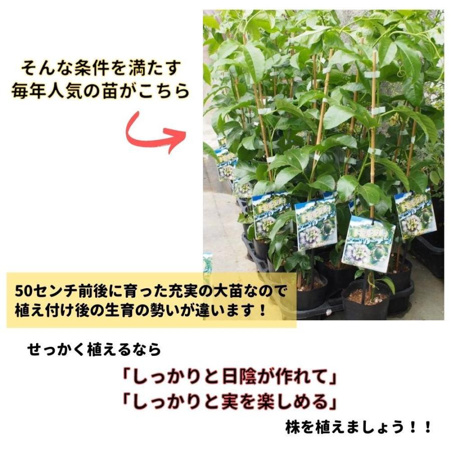 元気な パッションフルーツ 挿木充実苗 赤紫実 支柱仕立て グリーンカーテン クダモノトケイソウ リリコイ Passyon 45 Redp Tahiti Marche タヒチマルシェ 通販 Yahoo ショッピング