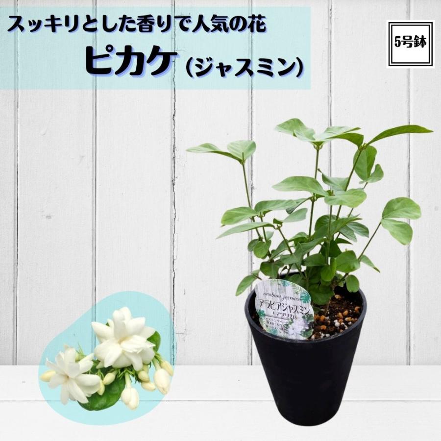 ジャスミンティーにもok 一重咲き ピカケ 5号鉢 アラビアジャスミン マツリカ ハワイアンレイフラワー 植え替え不要 Pikake 5 A Tahiti Marche タヒチマルシェ 通販 Yahoo ショッピング