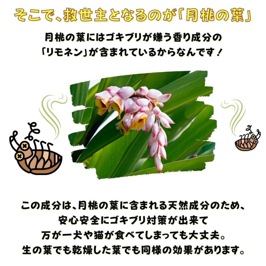 斑入り月桃(ゲットウ) シェル・ジンジャー　希少　送料無料 斑入り月桃(ゲットウ) シェル・ジンジャー 希少 送料無料