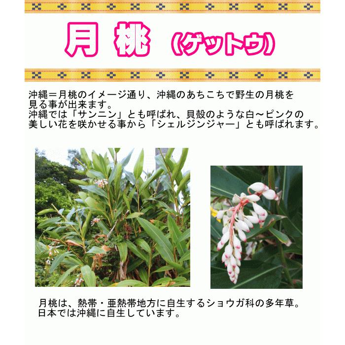 ミラクルハーブ シェルジンジャー 月桃 ゲットウ 4号ポット苗 Shellginger 4 Tahiti Marche タヒチマルシェ 通販 Yahoo ショッピング