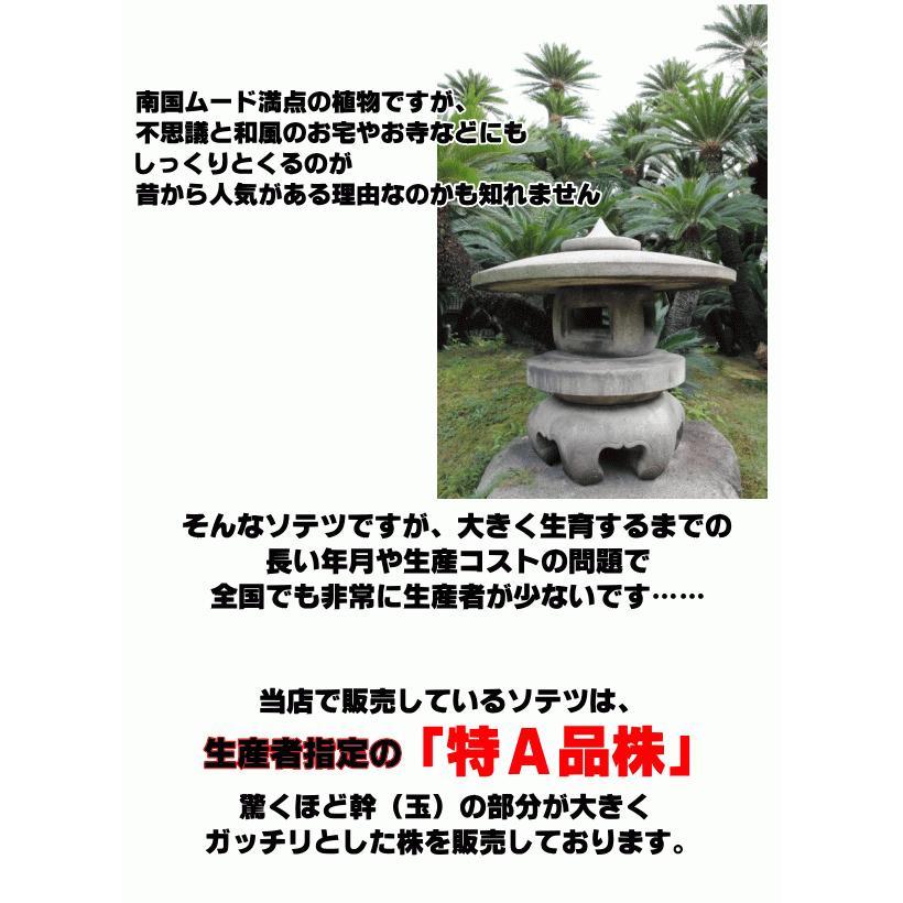 寒さに強い人気の植物！！ 特A品株 ソテツ 5号株 アジアンリゾート 