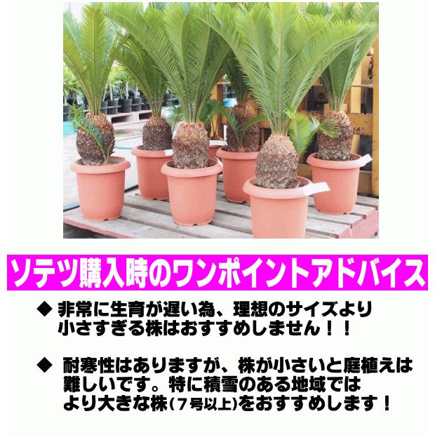 寒さに強い人気の植物！！ 特A品株 ソテツ 5号株 アジアンリゾート 