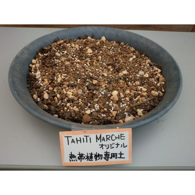 プルメリアなどの熱帯植物の植え替えに 容量たっぷり50リットル 熱帯植物の土 同梱不可 Toropi Yodo 50 Tahiti Marche タヒチマルシェ 通販 Yahoo ショッピング