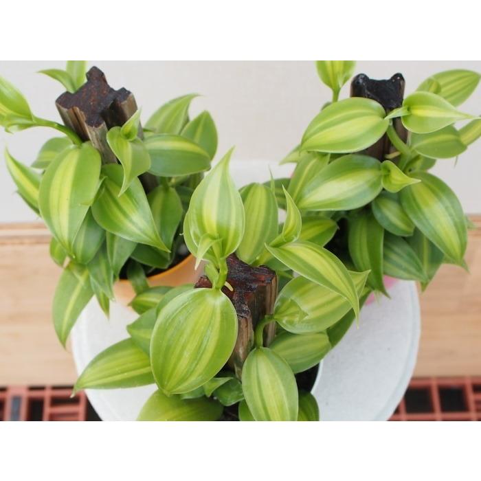 生産者指定の特a品株 バニラの木 3 5号 ヘゴ仕立て バニラビーンズ 発送時期の同じ植物との同梱可能 Vanilla 35 Tahiti Marche タヒチマルシェ 通販 Yahoo ショッピング