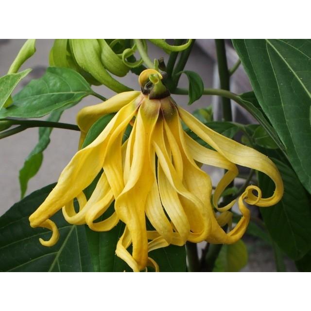 今シーズン最終入荷 花付きイランイランの木 ６号鉢 希少熱帯植物 魅惑の香り Ylang 6 Tahiti Marche タヒチマルシェ 通販 Yahoo ショッピング