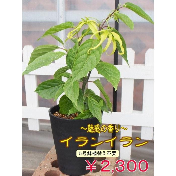 予約商品 6月上旬頃より発送 イランイランの木 ５号開花見込株 植え替え不要 Ylangylang 5 Tahiti Marche タヒチマルシェ 通販 Yahoo ショッピング