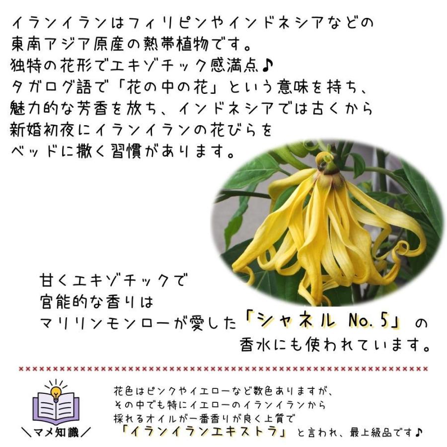イランイランの木 A品株 7号大株 希少熱帯植物 魅惑の香り 植え替え不要 プレゼント ギフト 送料無料 Ylangylang 7 A Tahiti Marche タヒチマルシェ 通販 Yahoo ショッピング