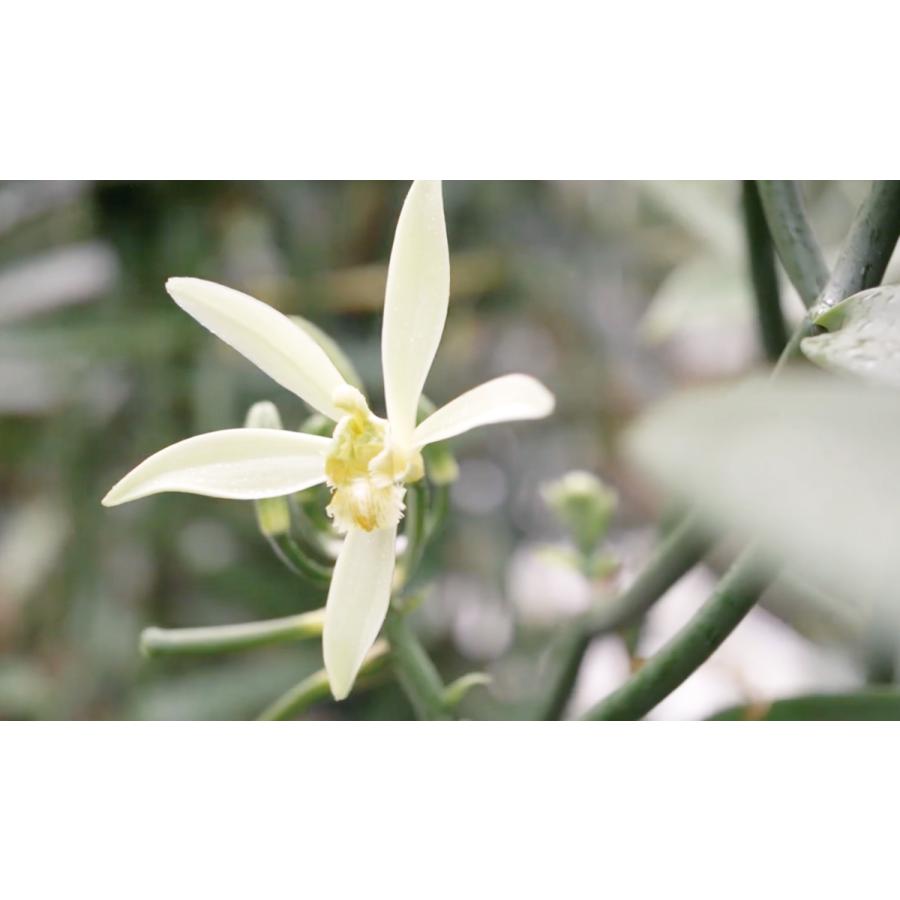 55 以上節約 最高級 タヒチ産 バニラビーンズ 50g 日本全国送料無料 Www Muslimaidusa Org