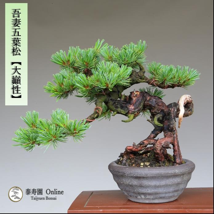 盆栽 吾妻五葉松『大巓性』小品盆栽 根上り懸崖づくり 【泰寿園 盆栽 吾妻五葉松『大巓性』小品盆栽 根上り懸崖づくり 【泰寿園