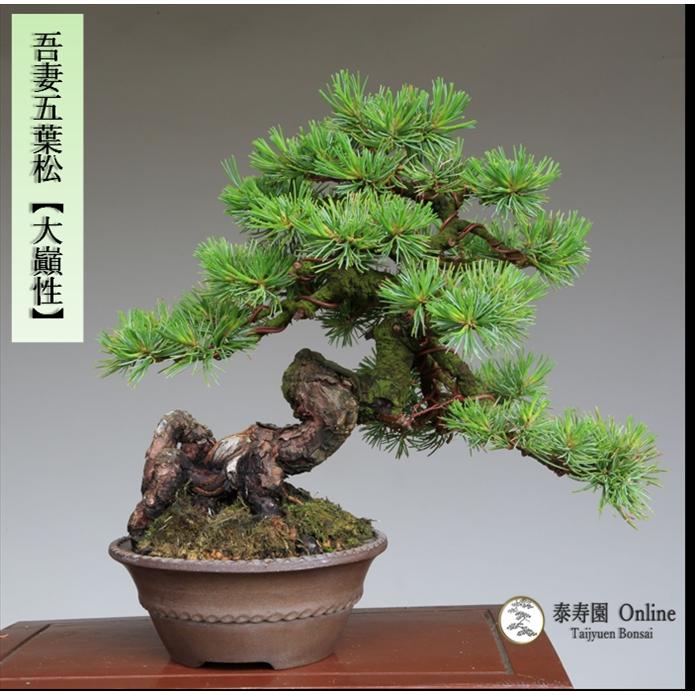 盆栽 吾妻五葉松『大巓性』小品盆栽 根上り懸崖づくり 【泰寿園 盆栽 吾妻五葉松『大巓性』小品盆栽 根上り懸崖づくり 【泰寿園