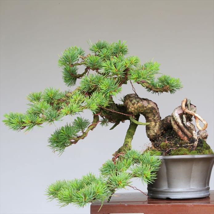 盆栽 吾妻五葉松『大巓性』小品盆栽 根上り懸崖づくり 【泰寿園