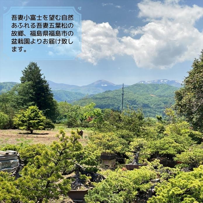 盆栽 吾妻五葉松『大巓性』小品盆栽 根上り樹形 【泰寿園 Online 盆栽 吾妻五葉松『大巓性』小品盆栽 根上り樹形 【泰寿園 Online