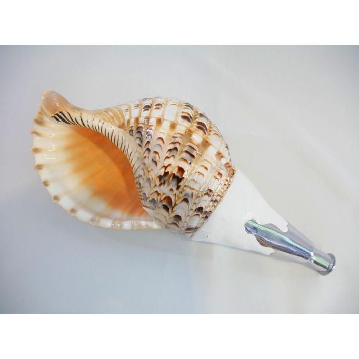 法螺貝 約41㎝ 木製歌口付　新品　 MH-413 法螺貝・歌口付 サイズ41cm-43cm 真言タイプ | 鳴り物,法螺貝