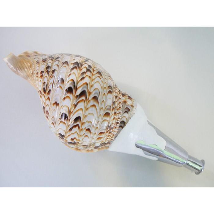 法螺貝・歌口付 サイズ38cm-40cm 真言タイプ : 和楽器総合販売 ONIKKO