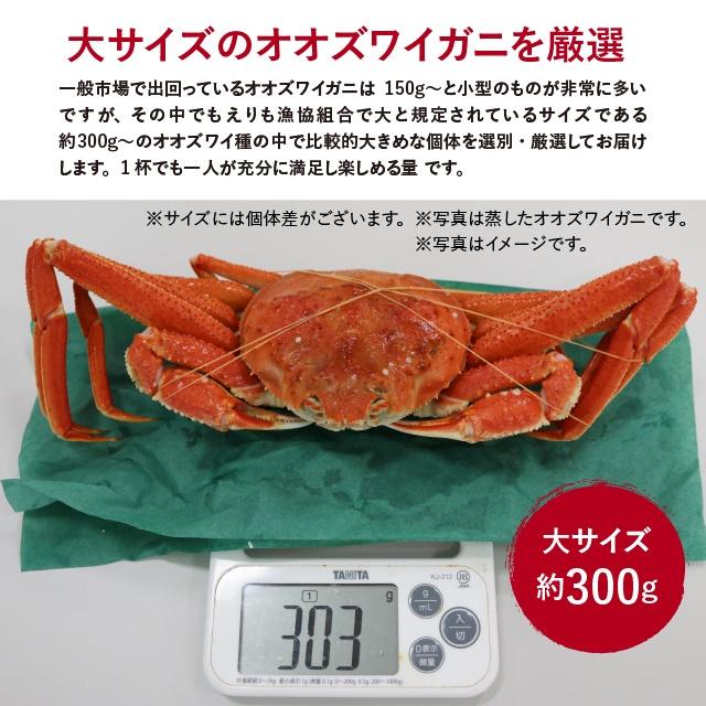 北海道産 活オオズワイガニ 大サイズ4杯 【公式通販】