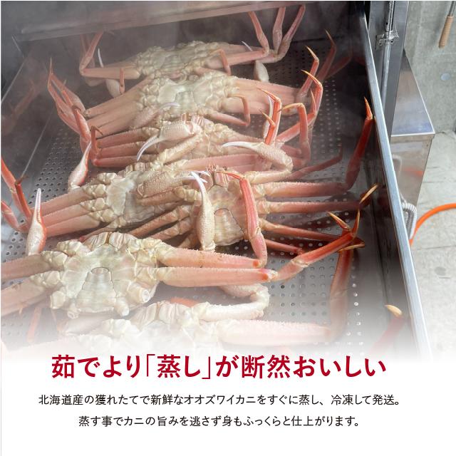 北海道産 活オオズワイガニ 大サイズ4杯 北海道産 活オオズワイガニ 大