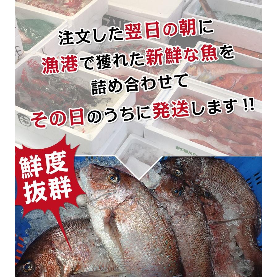 朝獲れ鮮魚お試しセット 松 4-6人前 とれたて新鮮魚介 魚の詰め合わせ 下処理可能 産地直送 海鮮 セット【北海道・沖縄・離島へ配送不可】｜taino-tai｜03