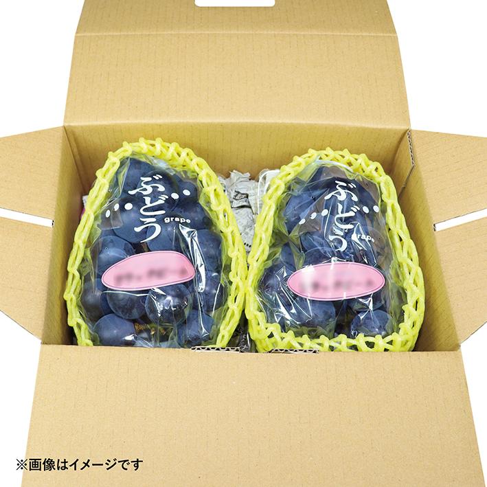 ダンポール、箱サッサのセット