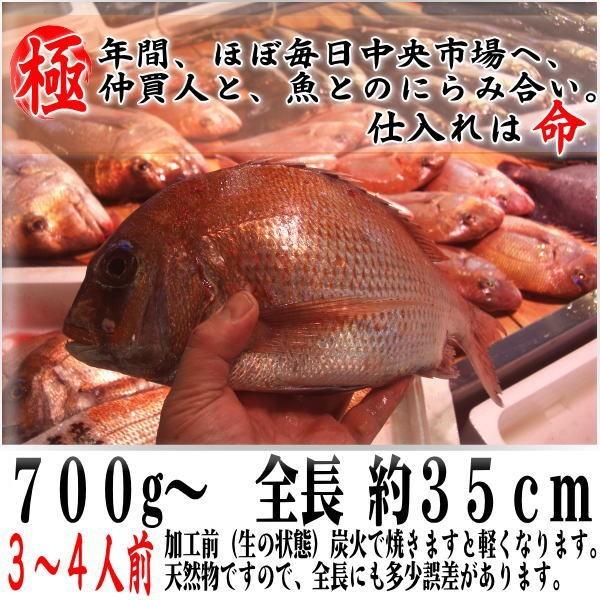 お食い初め 鯛 明石 淡路 瀬戸内 の 天然真鯛 700g を炭火でじっくり、焼鯛 に 祝い鯛に最適な 尾頭付き鯛 の 焼き鯛 :yakitai01: お食い初め鯛将丸 - 通販 - Yahoo!ショッピング お食い初め 鯛 明石 淡路 瀬戸内 の 天然真鯛 700g を炭火でじっくり、焼鯛 に 祝い鯛に最適な 尾頭付き鯛 の 焼き鯛 :yakitai01: お食い初め鯛将丸 - 通販 - Yahoo!ショッピング