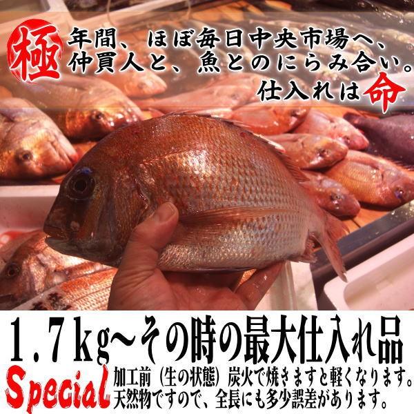 お食い初め 鯛 農林水産大臣賞 受賞 明石 淡路 瀬戸内 の 天然真鯛 1.7ｋｇアップ を炭火でじっくり、焼鯛 に 祝い鯛に最適な 尾頭付き鯛 の 焼き鯛_1