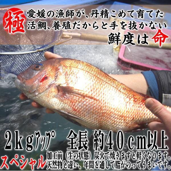 お食い初め 鯛 愛媛 の 活 真鯛 2kgアップ最大級の鯛 を炭火でじっくり 焼鯛 に 祝い鯛に最適な 尾頭付き鯛 の 焼き鯛 Yotai02sp お食い初め鯛将丸 通販 Yahoo ショッピング