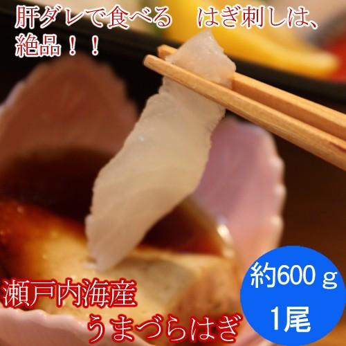 瀬戸内海産 活き締め うまづらはぎ ハゲ １尾600ｇ刺身用 4人前 肝ダレで食べるハギ刺しは 絶品です S 0005 瀬戸内たいたいclub 通販 Yahoo ショッピング