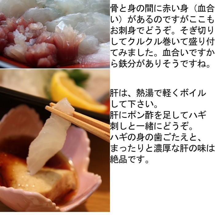 瀬戸内海産 活き締め うまづらはぎ ハゲ １尾600ｇ刺身用 4人前 肝ダレで食べるハギ刺しは 絶品です S 0005 瀬戸内たいたいclub 通販 Yahoo ショッピング